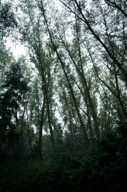 Orman ve çalılar ve yağmur sırasında. Puslu hava ile yeşil bir