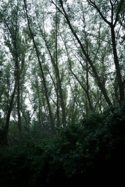 Orman ve çalılar ve yağmur sırasında. Puslu hava ile yeşil bir