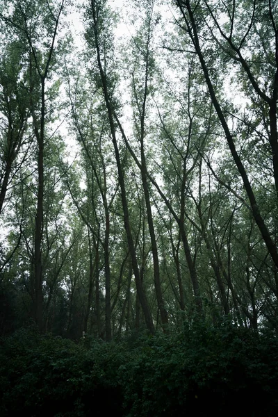 Bosque y arbustos durante la lluvia ligera. Clima brumoso con verde y —  Fotos de Stock
