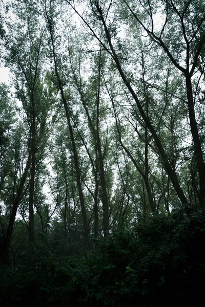 Orman ve çalılar ve yağmur sırasında. Puslu hava ile yeşil bir