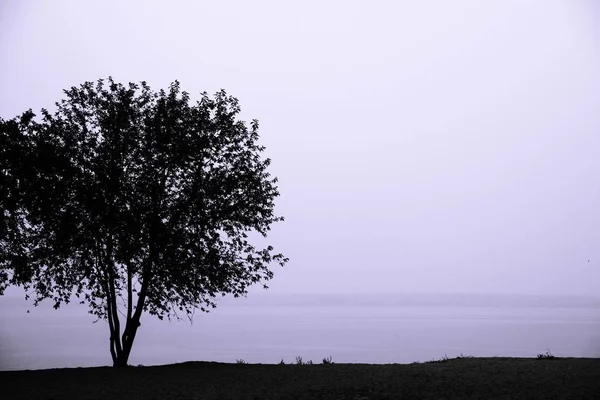 Árbol y lago aislados durante la lluvia ligera. Colores grises y niebla —  Fotos de Stock