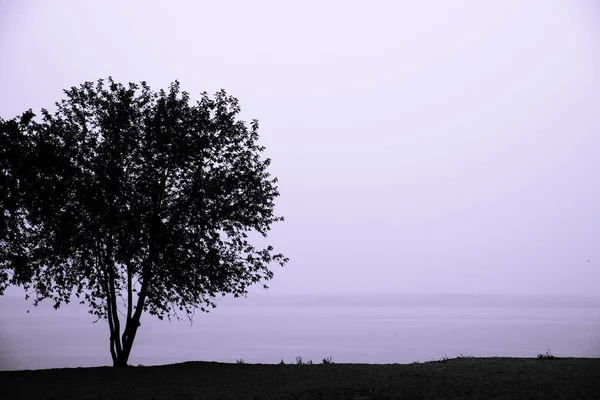 Árbol y lago aislados durante la lluvia ligera. Clima brumoso. Tranqui. —  Fotos de Stock