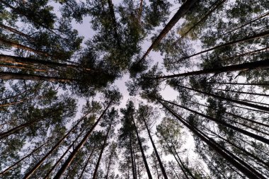 Orman ağaçları ve mavi gökyüzü. Ters görüntüleyin. Çam ağaçları