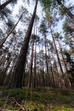 Orman ağaçları ve mavi gökyüzü. Ters görüntüleyin. Çam ağaçları