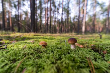 Yosun küçük mantar. Orman sezon sonbahar. Güneş bea