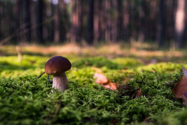 Yosun küçük mantar. Orman sezon sonbahar. Güneş bea