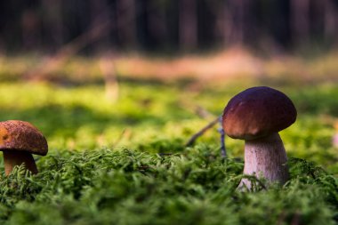 Yosun küçük mantar. Orman sezon sonbahar. Güneş bea