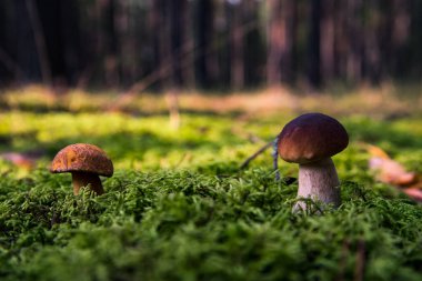 Yosun küçük mantar. Orman sezon sonbahar. Güneş bea