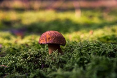 Yosun küçük mantar. Orman sezon sonbahar. Güneş bea