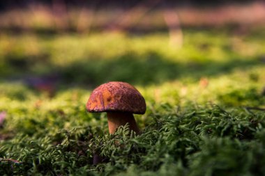 Yosun küçük mantar. Orman sezon sonbahar. Güneş bea