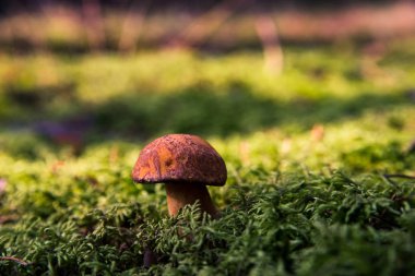 Yosun küçük mantar. Orman sezon sonbahar. Güneş bea