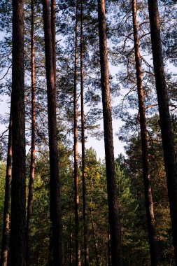 Orman ağaçları ve mavi gökyüzü. Ters görüntüleyin. Çam ağaçları