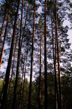 Orman ağaçları ve mavi gökyüzü. Ters görüntüleyin. Çam ağaçları