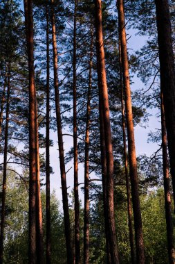 Orman ağaçları ve mavi gökyüzü. Ters görüntüleyin. Çam ağaçları
