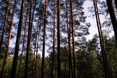 Orman ağaçları ve mavi gökyüzü. Ters görüntüleyin. Çam ağaçları