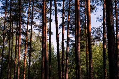 Orman ağaçları ve mavi gökyüzü. Ters görüntüleyin. Çam ağaçları