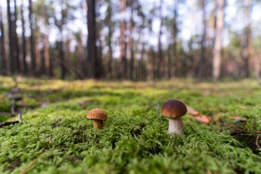 Yosun küçük mashroom. Orman sezon sonbahar. Güneş bea