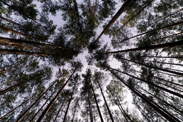 Orman ağaçları ve mavi gökyüzü. Ters görüntüleyin. Çam ağaçları