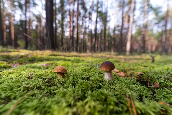 Yosun küçük mantar. Orman sezon sonbahar. Güneş bea