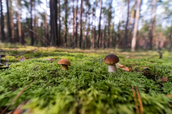 Yosun küçük mantar. Orman sezon sonbahar. Güneş bea
