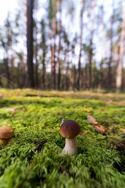 Yosun küçük mantar. Orman sezon sonbahar. Güneş bea