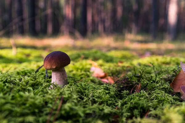 Yosun küçük mantar. Orman sezon sonbahar. Güneş bea