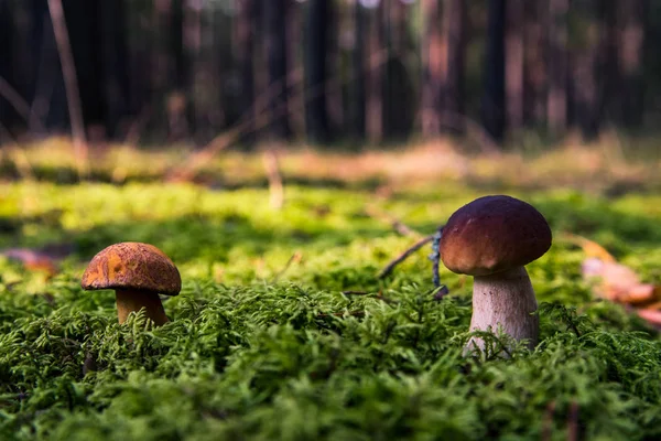 Yosun küçük mantar. Orman sezon sonbahar. Güneş bea
