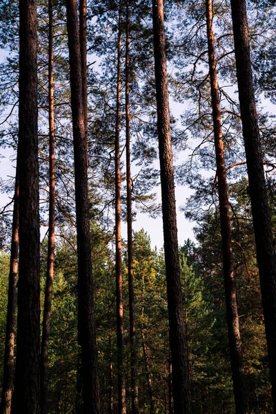 Orman ağaçları ve mavi gökyüzü. Ters görüntüleyin. Çam ağaçları
