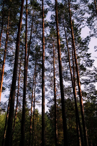 Árboles forestales y cielo azul. Vista al alza. Pinos —  Fotos de Stock
