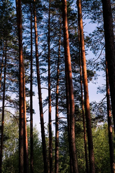 Orman ağaçları ve mavi gökyüzü. Ters görüntüleyin. Çam ağaçları
