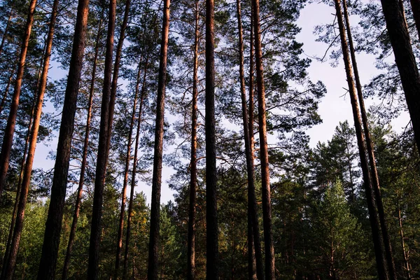 Orman ağaçları ve mavi gökyüzü. Ters görüntüleyin. Çam ağaçları