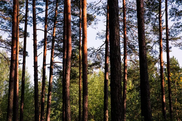 Orman ağaçları ve mavi gökyüzü. Ters görüntüleyin. Çam ağaçları