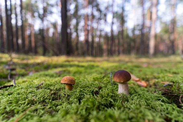 Yosun küçük mashroom. Orman sezon sonbahar. Güneş bea