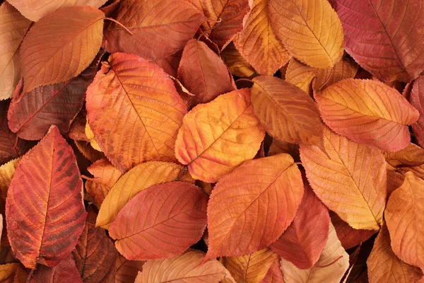 Fondo otoñal - hojas secas de color naranja, rosa y amarillo —  Fotos de Stock