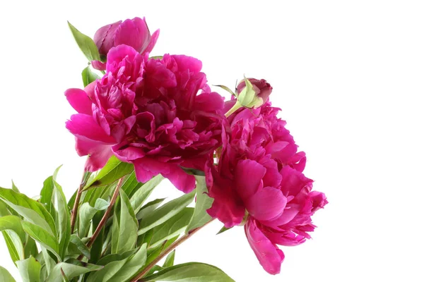 Bouquet of dark pink peonies on white background — Stock Photo, Image