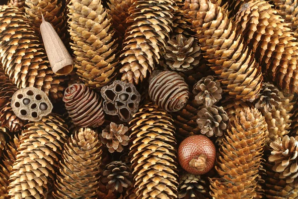 Природний фон - сушені коричневі соснові шишки — стокове фото