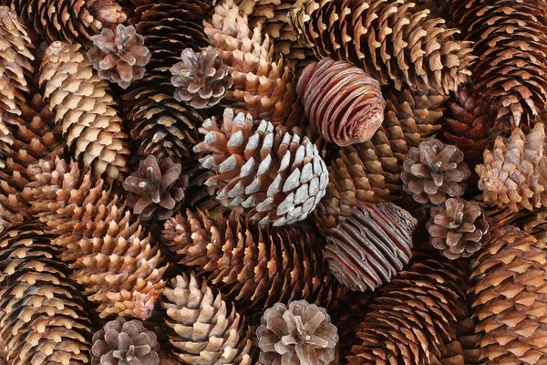 Natur bakgrund - torkade bruna kottar — Stockfoto
