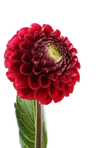 Claret dahlia vermelho isolado no fundo branco — Fotografia de Stock