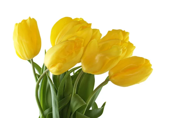 Bouquet of yellow tulips on white background — Stock Photo, Image