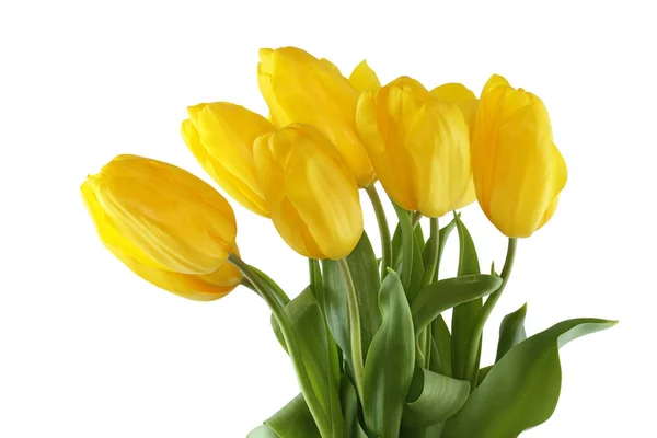 Bouquet of yellow tulips on white background — Stock Photo, Image