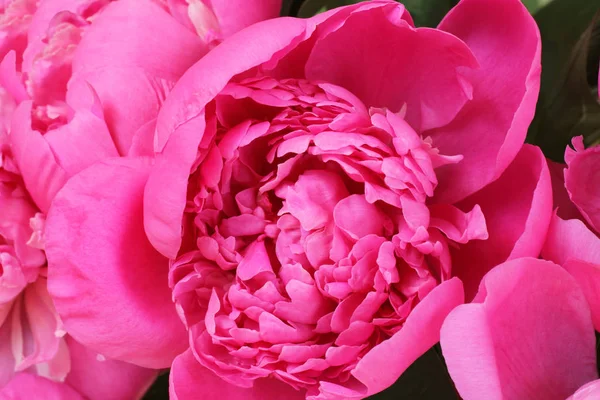 Açılan koyu pembe peonies buket. Portre