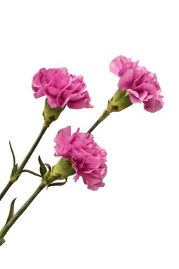 Beyaz arka plan üzerinde izole üç yavaşça mor karanfil