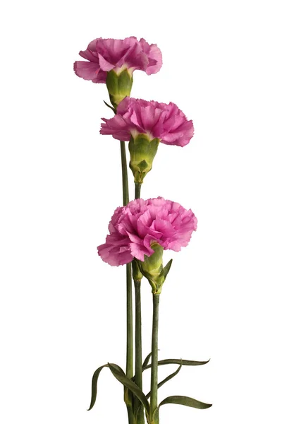 Beyaz arka plan üzerinde izole üç yavaşça mor karanfil