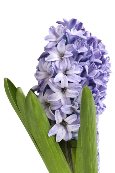 Нежно-фиолетовый гиацинтовый цветок изолирован на белом фоне — стоковое фото