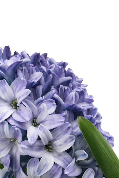 Gently purple hyacinth flower isolated on white background