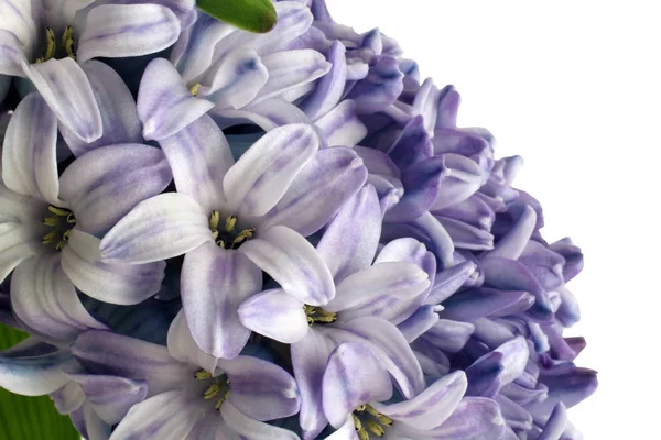 Gently purple hyacinth flower isolated on white background