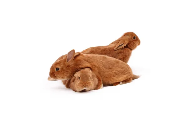 Nieuw-Zeeland rasechte rode baby konijnen op wit tafellaken — Stockfoto
