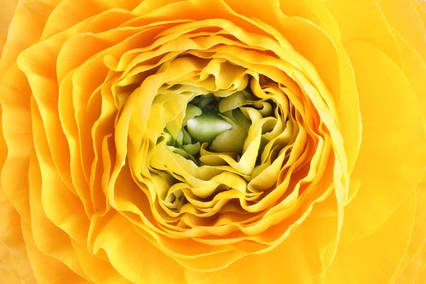 Stam van geopende gele buttercup. Close-up. Macro — Gratis stockfoto
