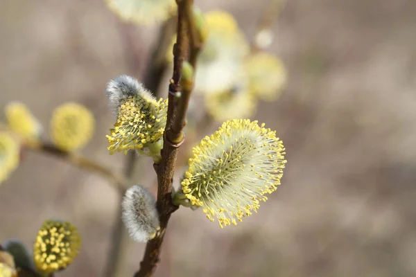 Virágzó rügyek, a punci fűzfa száraz fű háttér — Stock Fotó