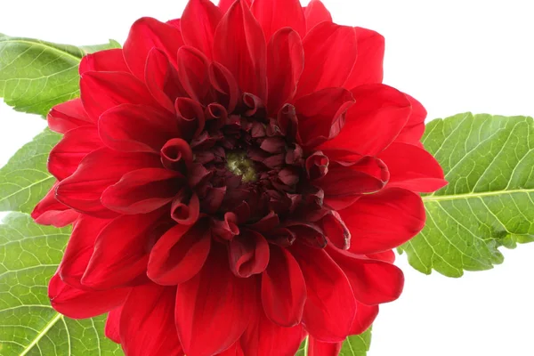 Claret dahlia vermelho isolado no fundo branco — Fotografia de Stock